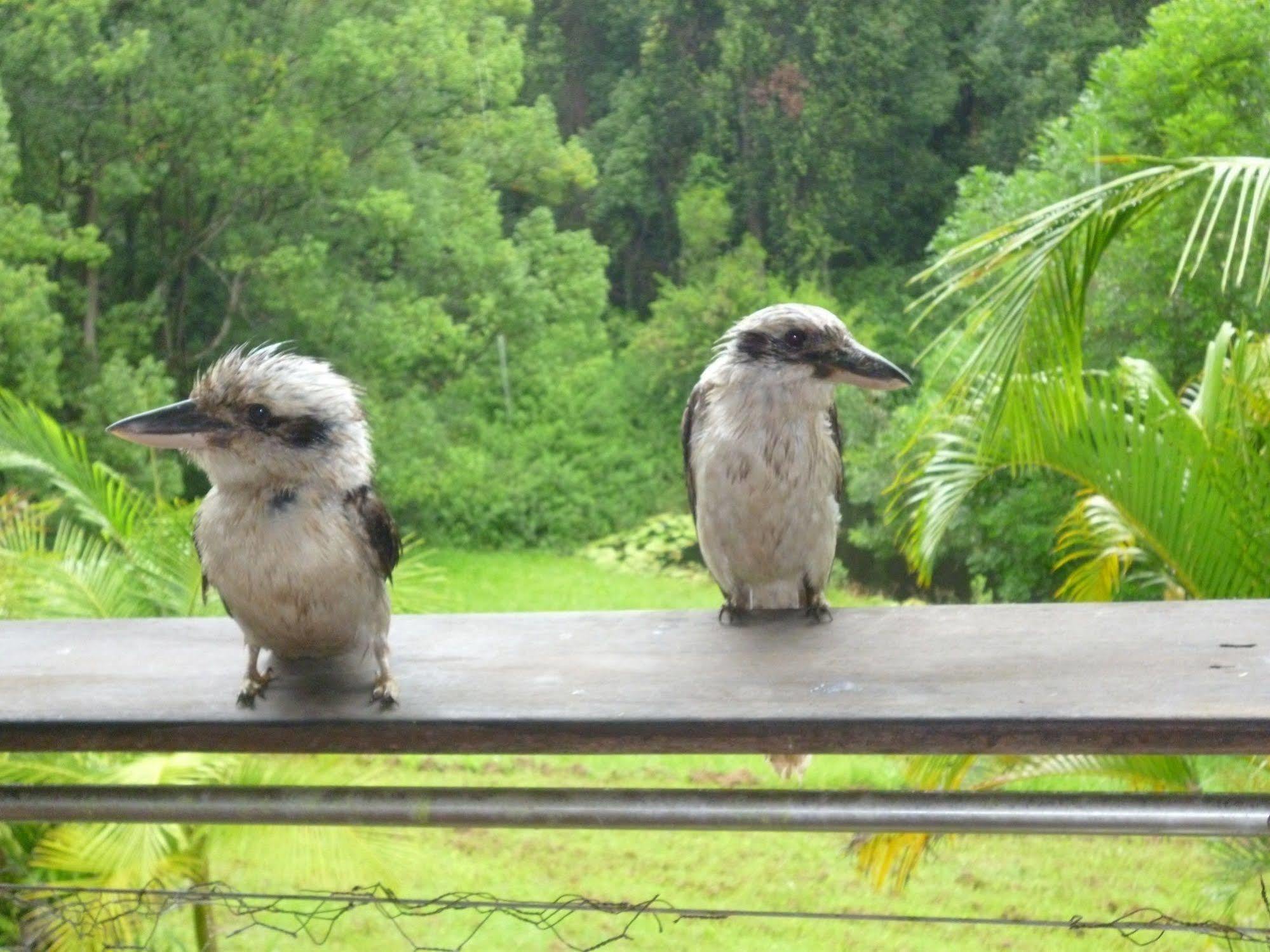 Teretre Cabins Nimbin Villa ภายนอก รูปภาพ